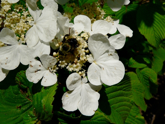 {Viburnum plicatum}
